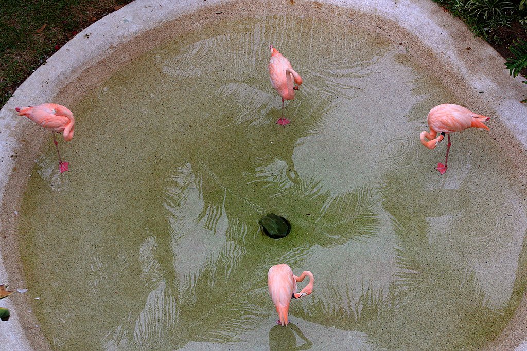 Flamingos at Pueblo Bonito by Samuel Roberts