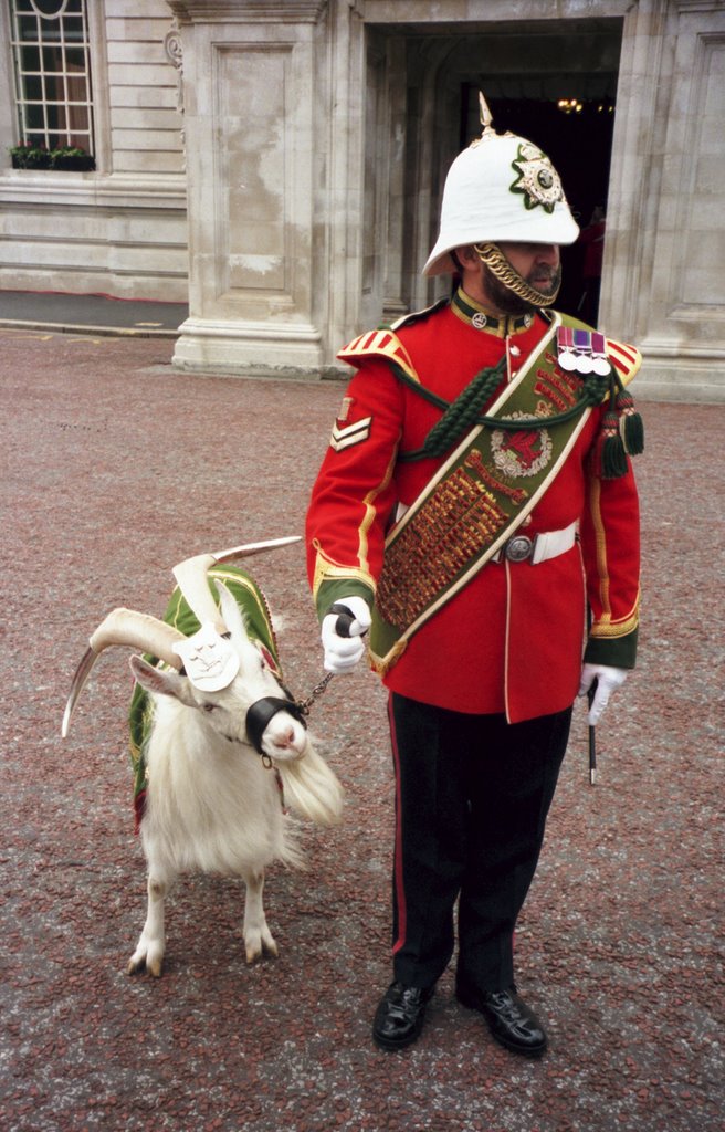 The goat mascot and Goat Major of the Royal Regiment of Wales by Greg O'Beirne