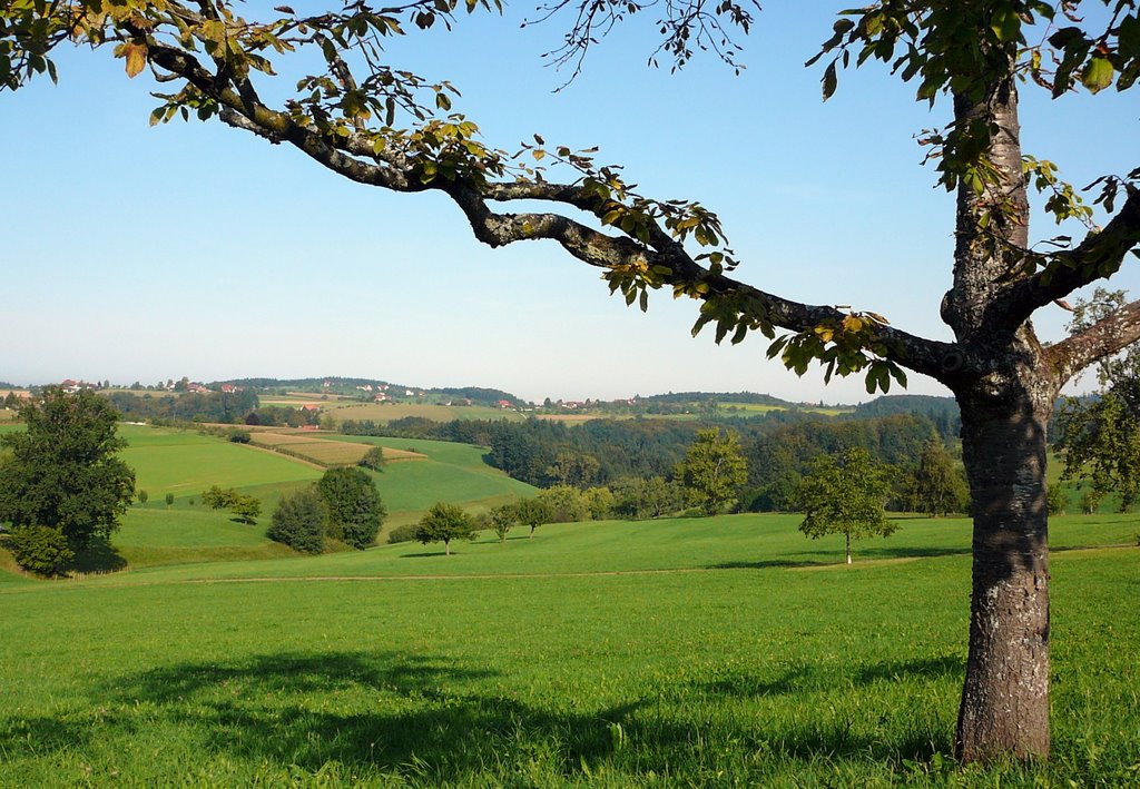 Ottoschwanden, Blick Richtung Oberberg Hohreute by M.Böcherer