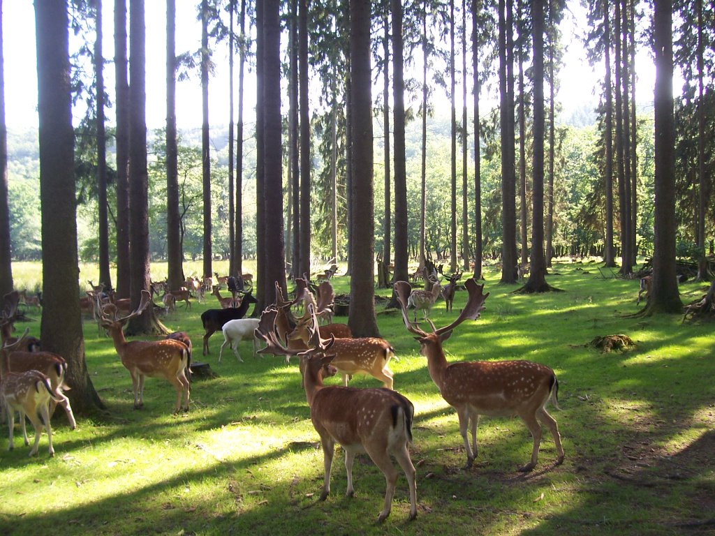 Hochwildschutzpark Rheinböllen by Kine80