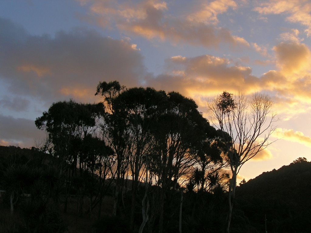 Sunset at podocarp bush near Kaka Point by Tomas K☼h☼ut