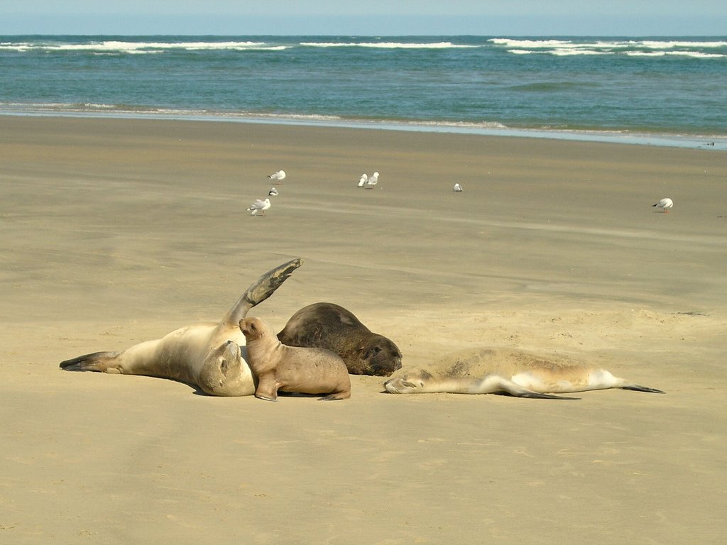 #20 - Sea lions games by Tomas K☼h☼ut