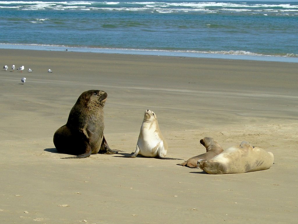 Sea lions games by Tomas K☼h☼ut