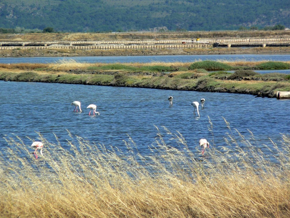 Flamingos near Kalloni by amme