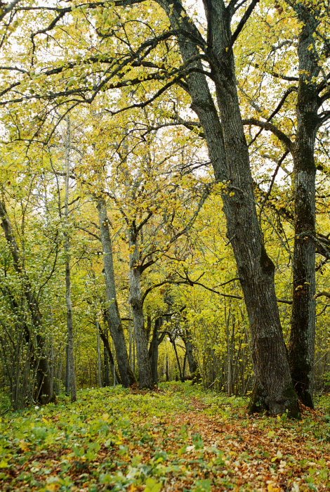 Salevere salumägi by Olev Mihkelmaa