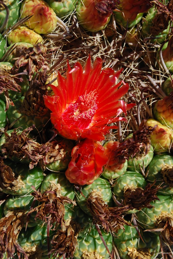 Barrel cactus in bloom by Jim Nieland