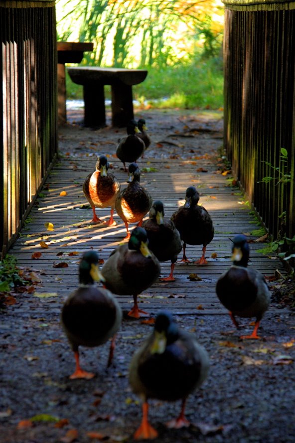 A Quack of Ducks by W@Z