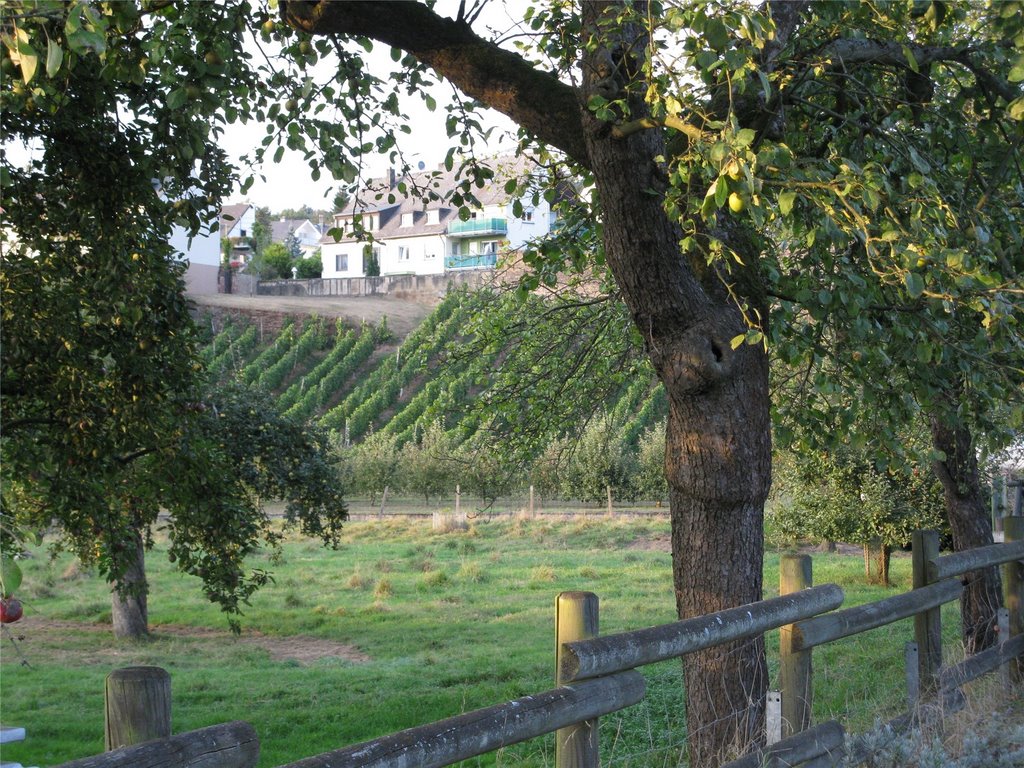 Trier-Ruwer im Bereich der Ruwerer Felsenmühle by Stefan Weinert