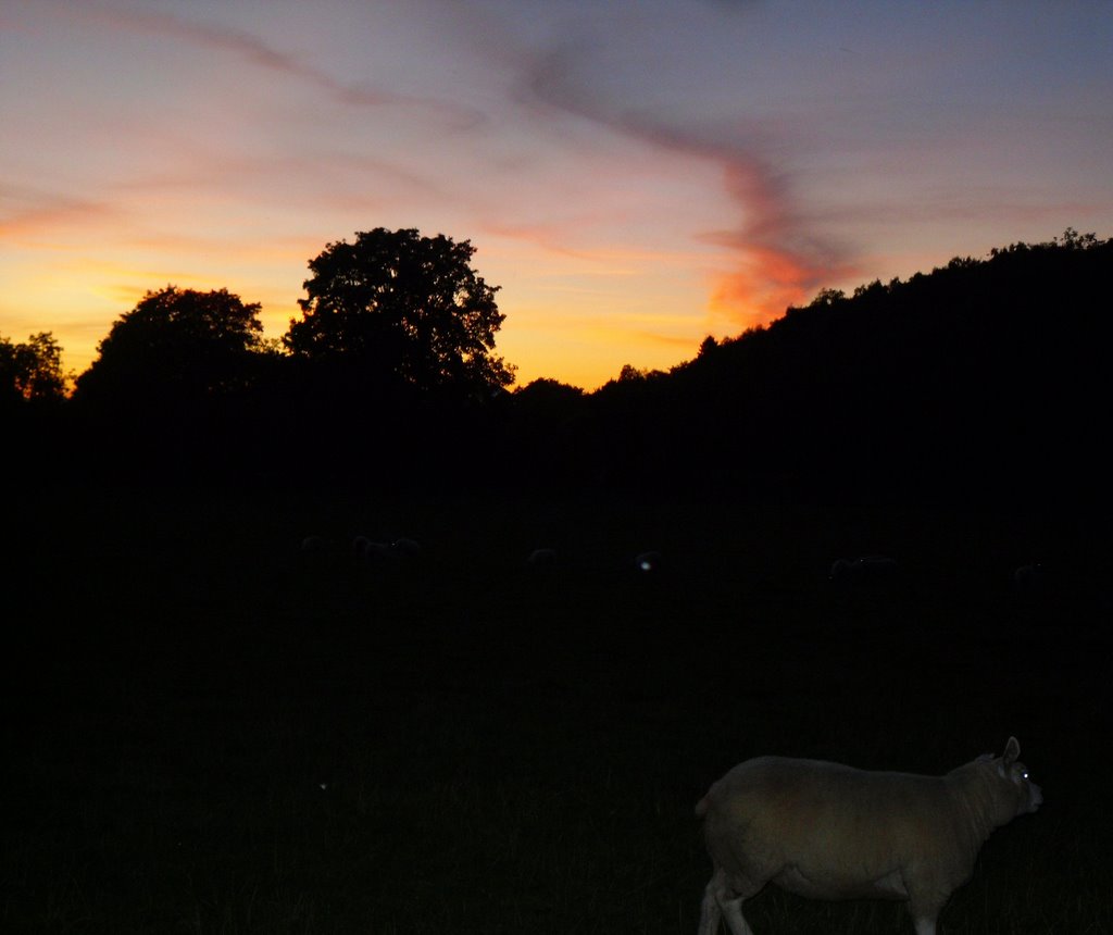 Sunset Sheep by Niall Anderson