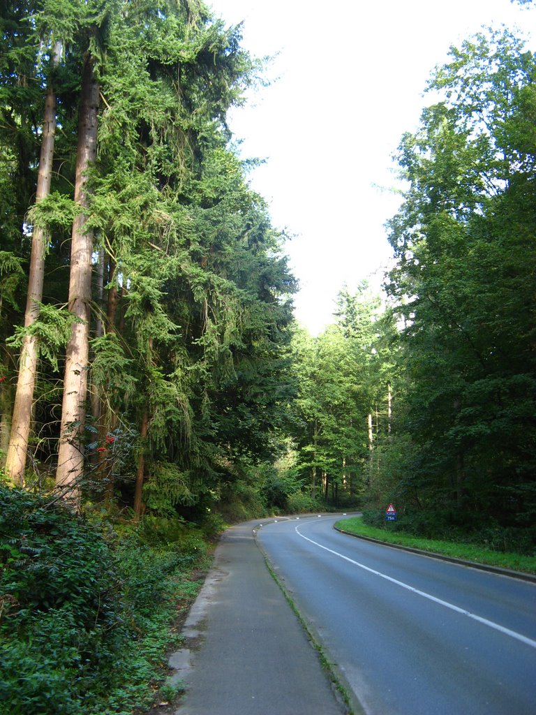 La Forêt de Soignes (09/2009) by amatala