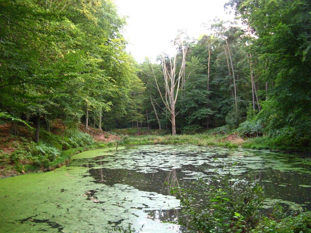 La Forêt de Soignes (09/2009) by amatala