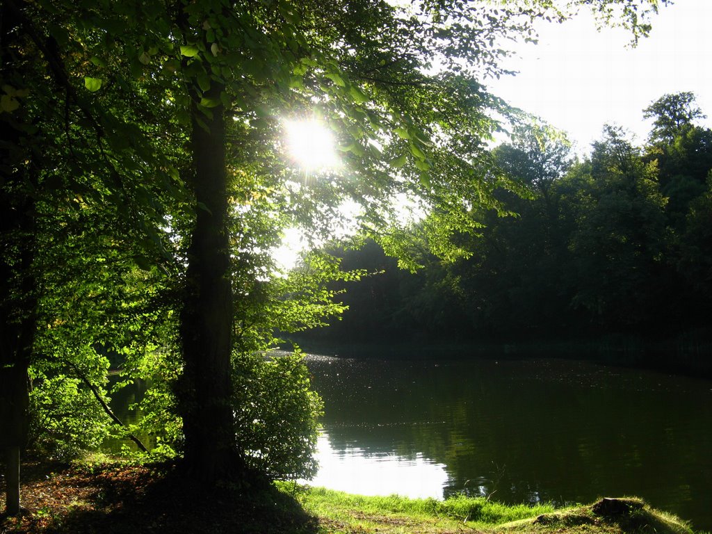 La Forêt de Soignes (08/2009) by amatala