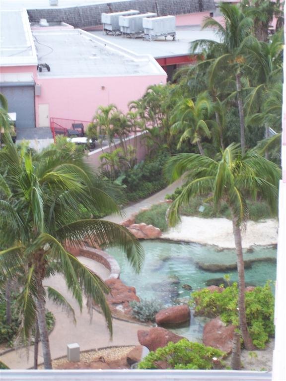 View of the turtle pond from the Beach Towers at Atlantis by JohnNJ