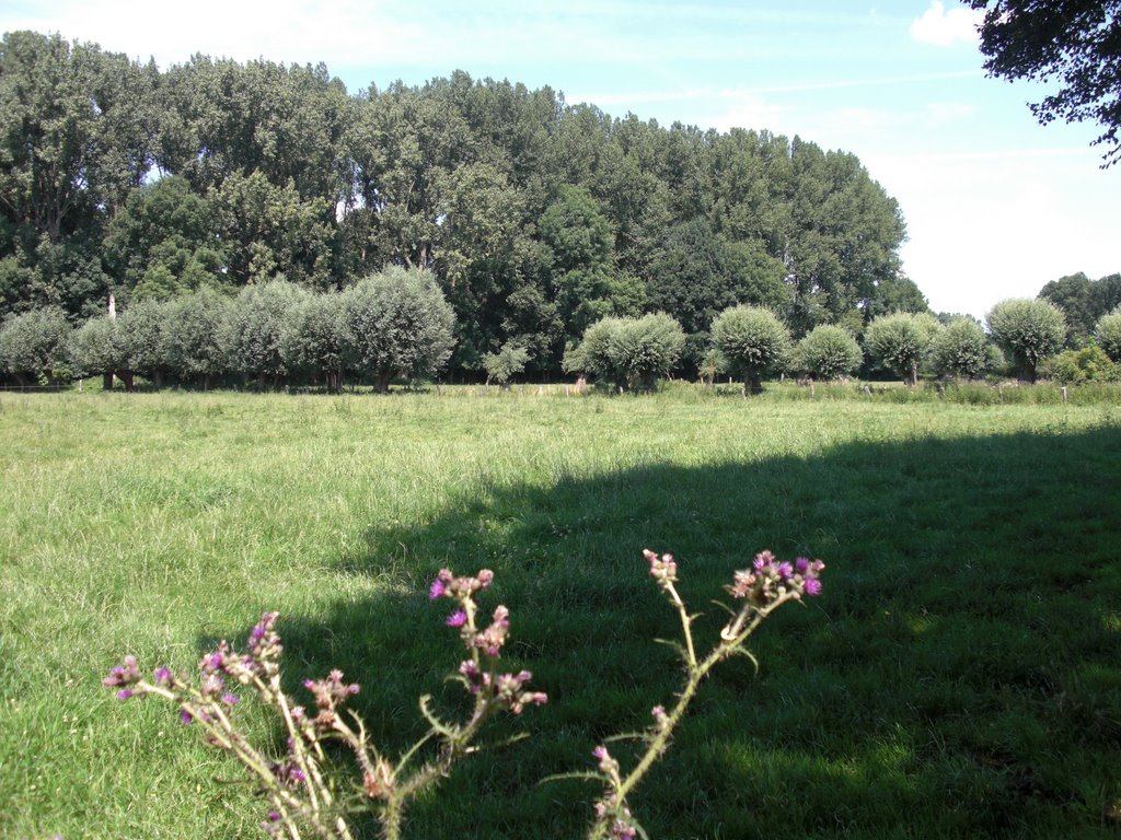 Krefeld Hüls Marshy Ground Hülser Bruch by pivatana