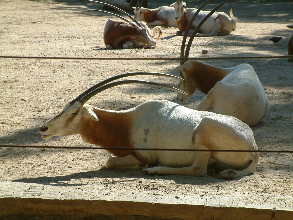 Barcelona. El zoo by Joaquim Naval