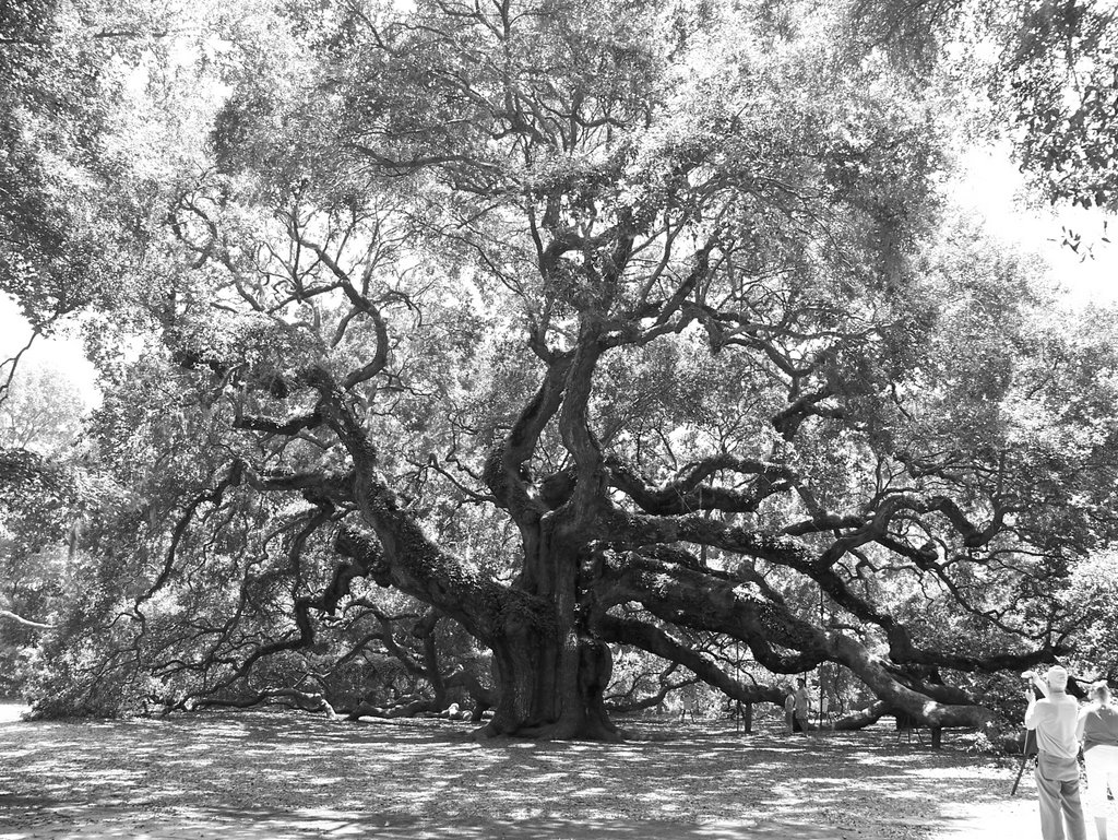 Angel Oak by herdintheupstate