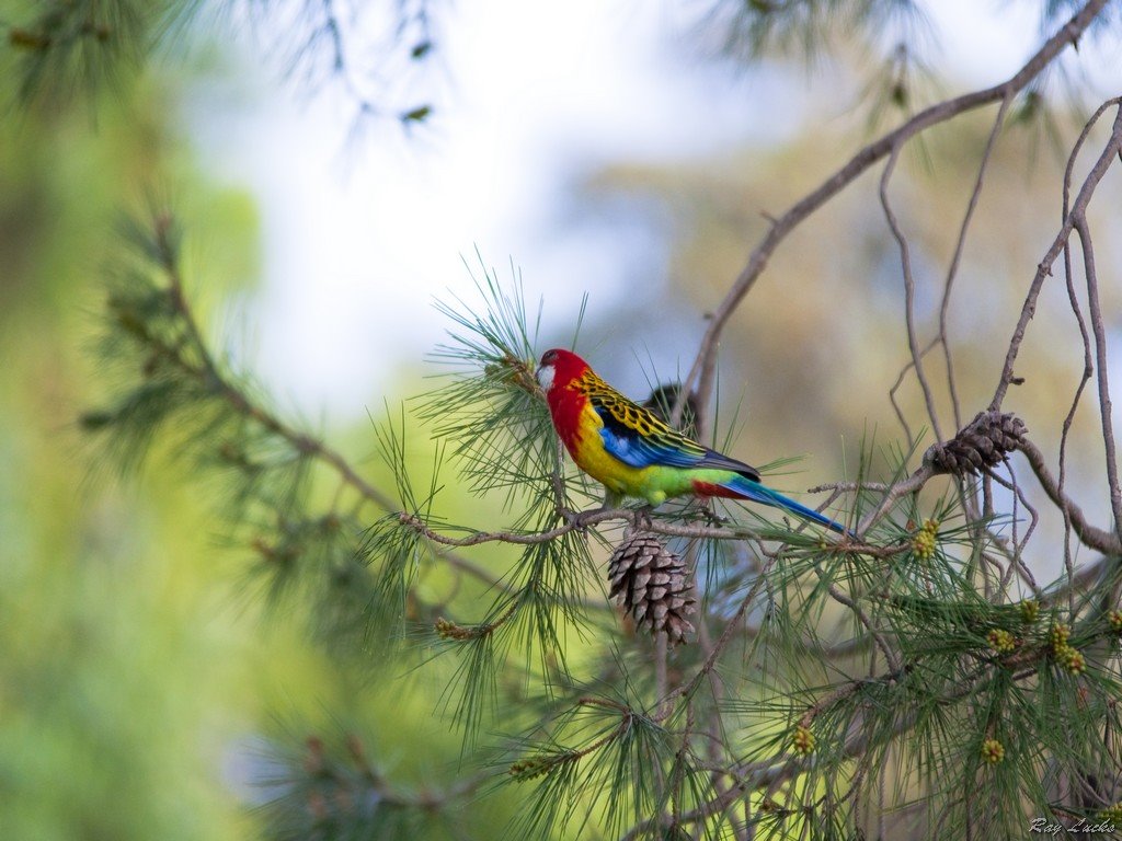 Adelaide wildlife by Rainer2