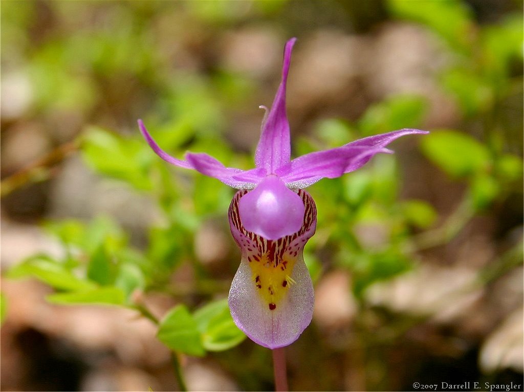 Calypso Orchid along South Saint Vrain Creek by Darrell E. Spangler