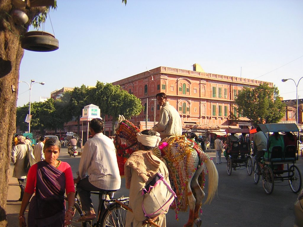 Wedding pony, Jaipur by juliehansen