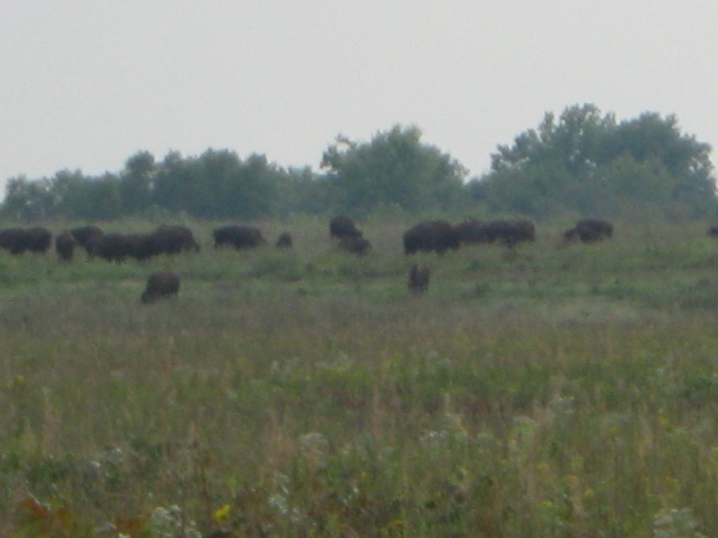 Prairie State Park Bison herd by jfthompson