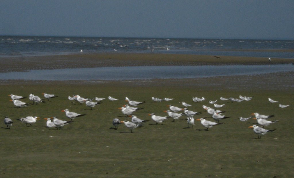 Royal Tern Colony at Norburys Landing by Chris Sanfino