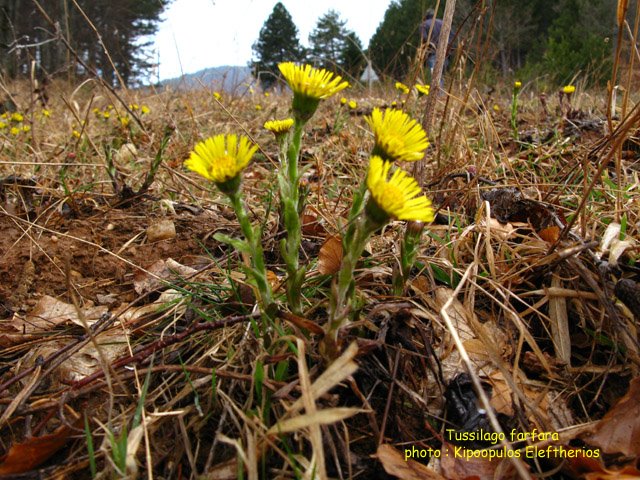 Tussilago farfara- Χαμολεύκη, Βήχιο by Lefteris kipopoulos