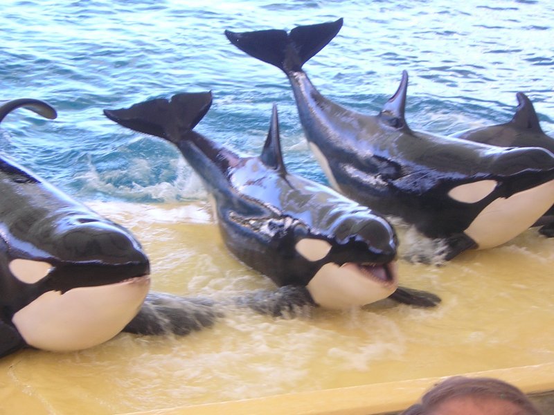 La famiglia di orche Loro Parque by Angela81