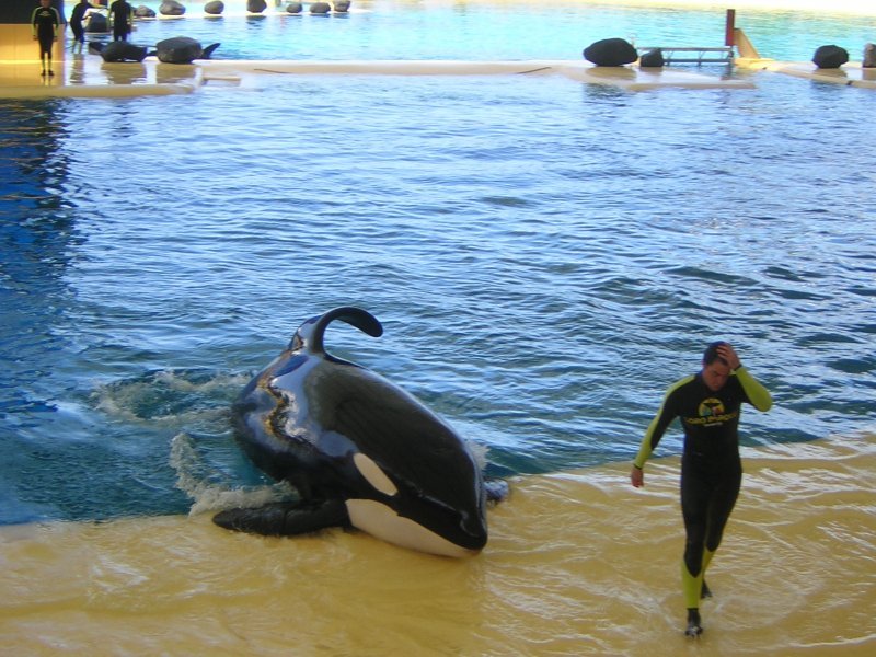 Orca Loro Parque by Angela81