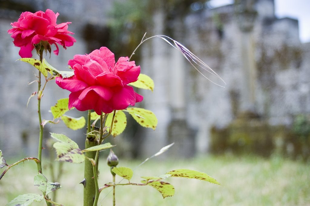 Monaster do Bon Xesus de Trandeiras by roquec