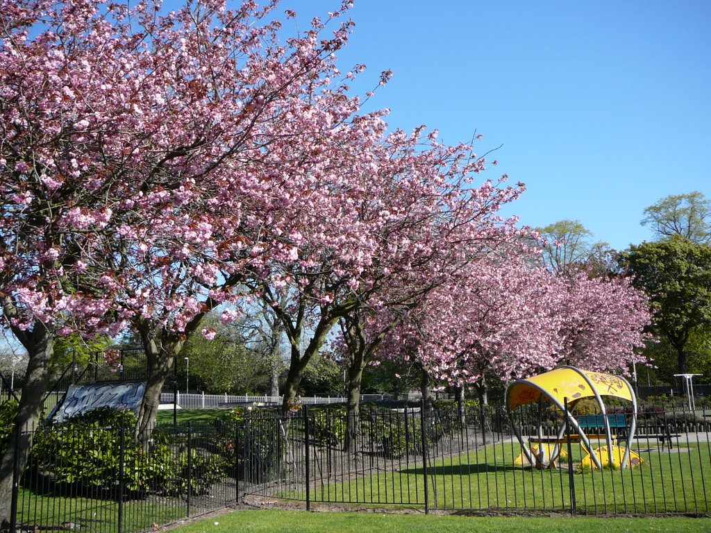 Cherry blossom in Westburn Park by shiraga0516