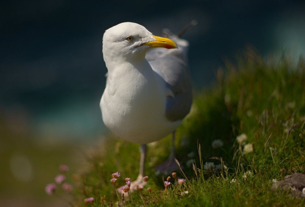 Seagull by ogniw