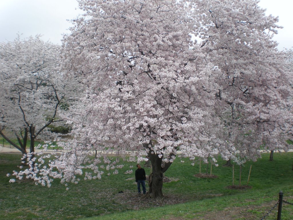 Cherry Tree in Season by perkins4