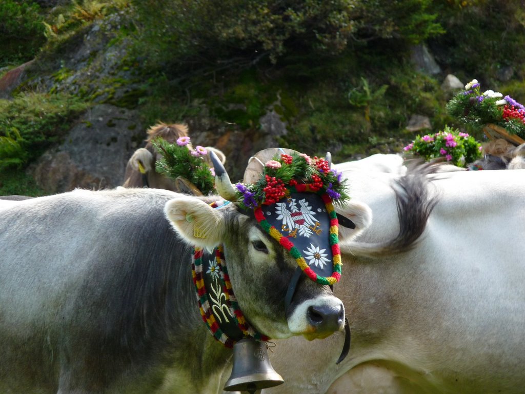 Almabtrieb im Gschnitztal - cattles on the way home from the mountain pastures by upsti