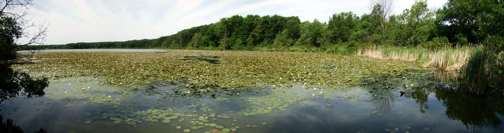 DSC01004ps Water Lilies 6/10/07 - SW view by Volkan YUKSEL