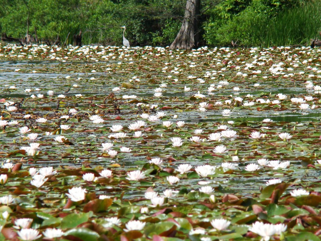 DSC01018n Water Lilies 6/10/07 - W view by Volkan YUKSEL