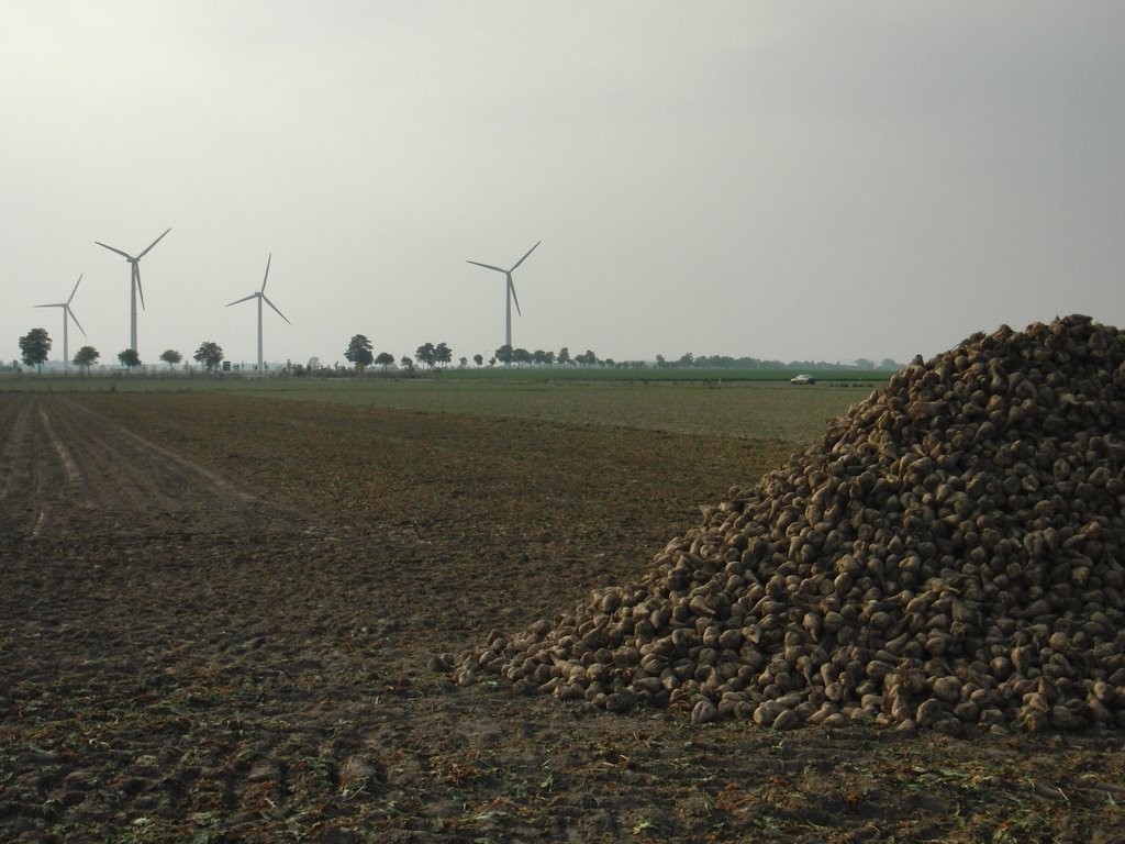 Wind und Zuckerrüben im Calenberger Land by Pattensen