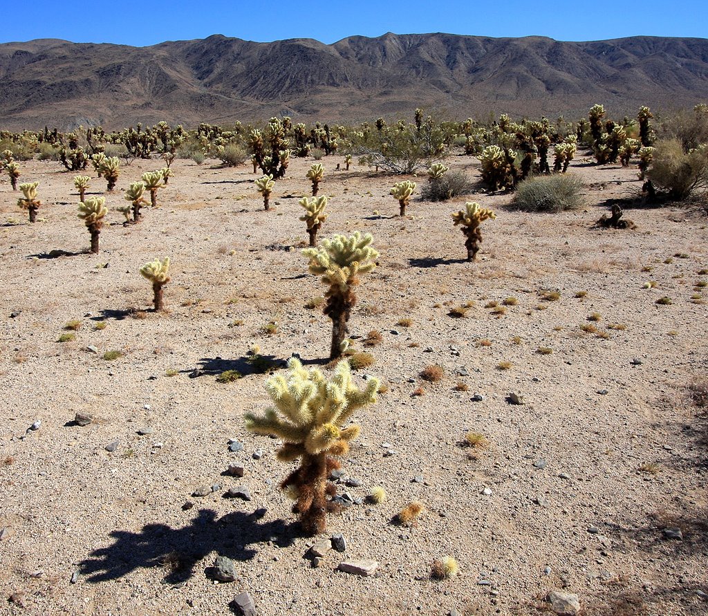 Cholla Cemetery by www.PhotographersNature.com