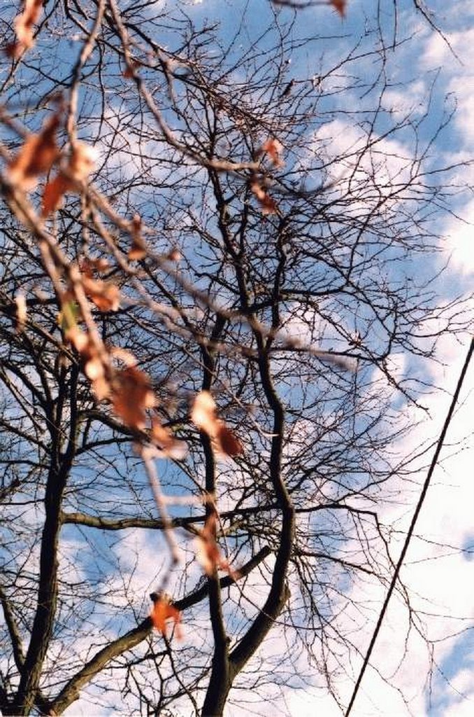 Zagreb - Tram12Route - 03-Tree and sky by Eranyo