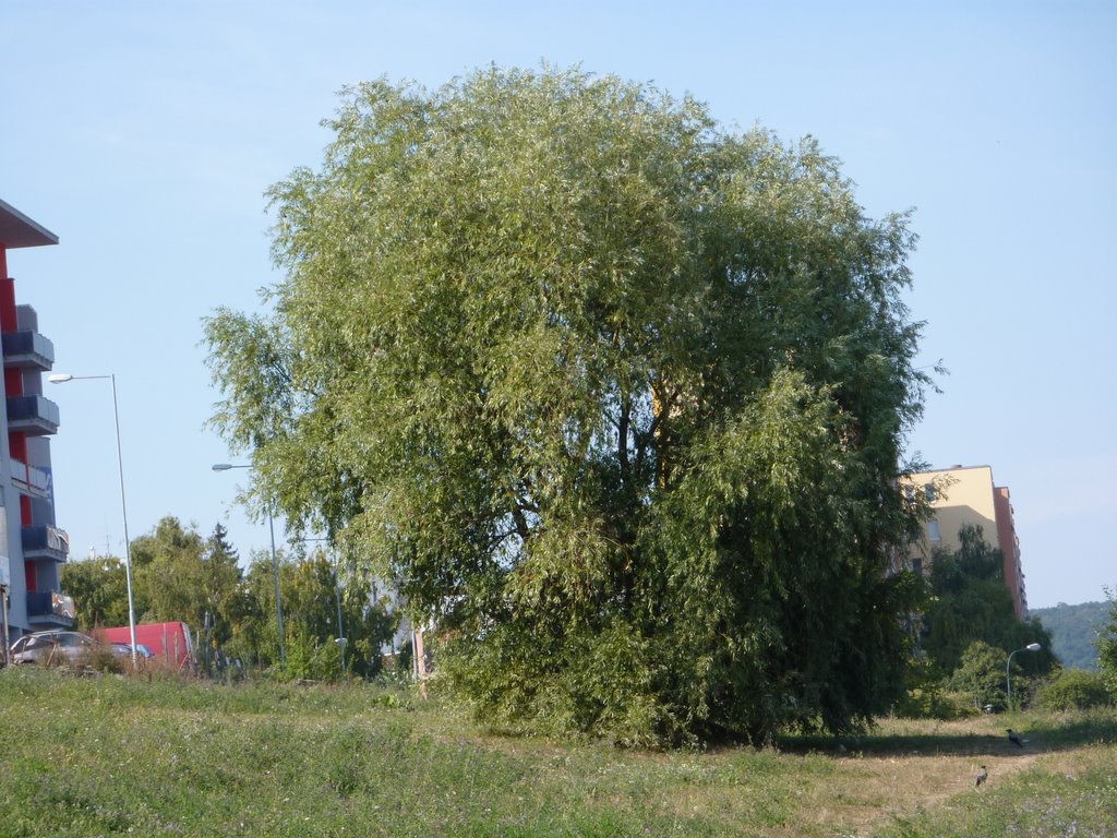 Nad Lúčkami TREE by mirovatel