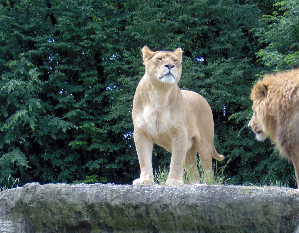 Löwin im Park by Holger Zeisberger