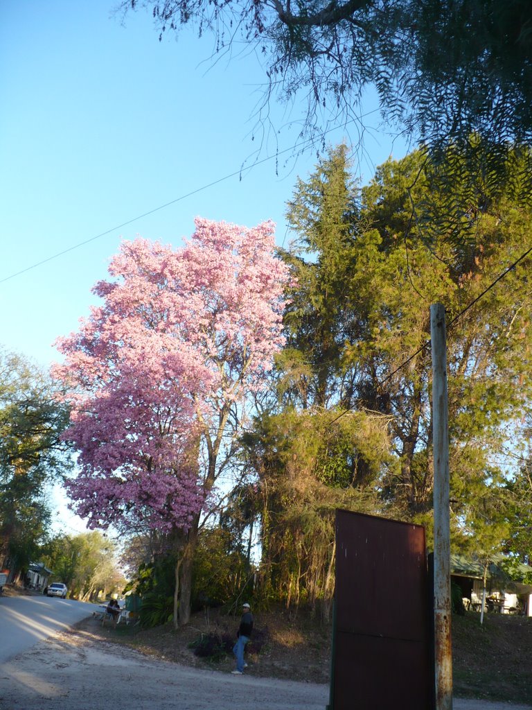 Lapacho en flor en Villa Urquiza by tonu610