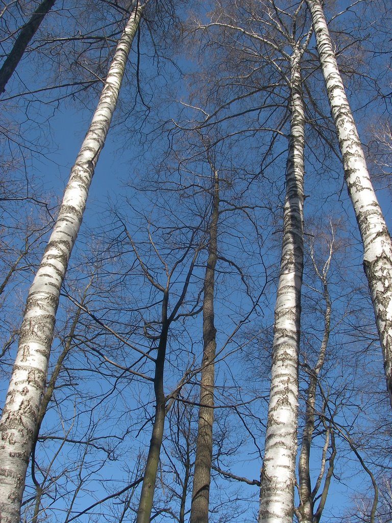 Birch Trees in Godziszów by atomik