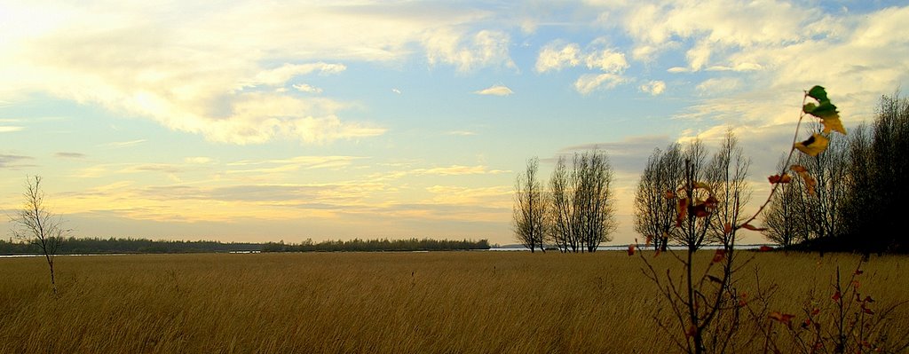 Grasland op de Dintelse Gorzen by M.J.Boluijt