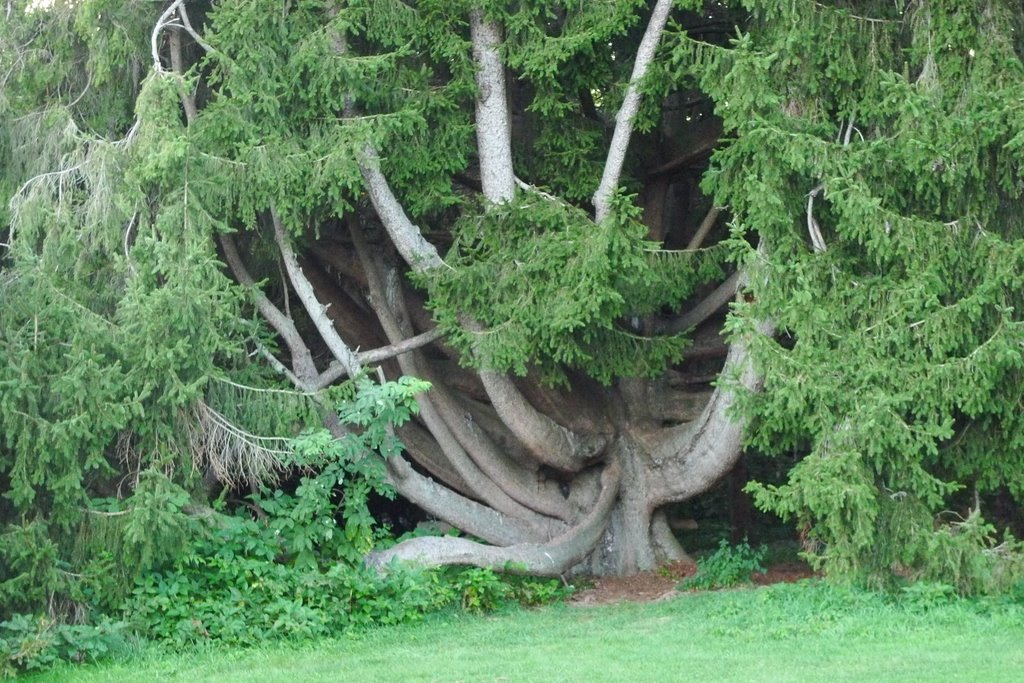 Tangled wood at BSO Tanglewood, Lenox, MA by takos