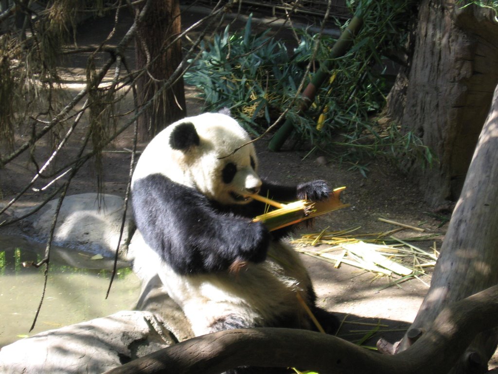 Panda - San Diego Zoo by rfice