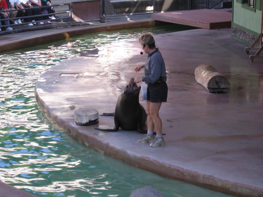 Sealion - San Diego Zoo by rfice