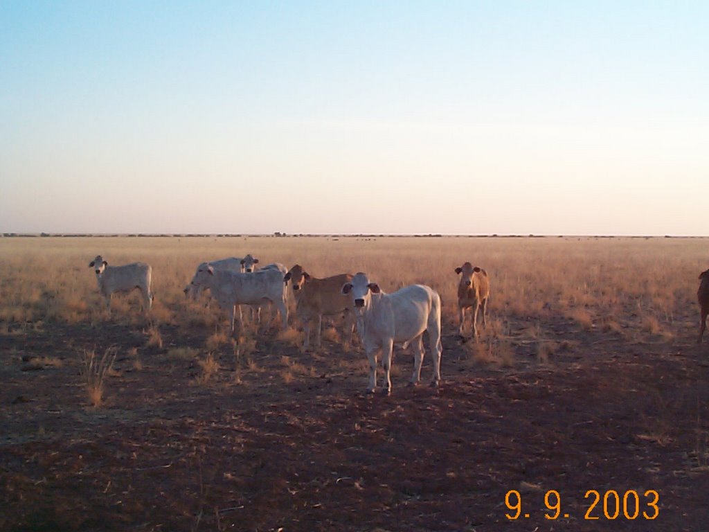 Evening on the Duncan Highway by InTheBush