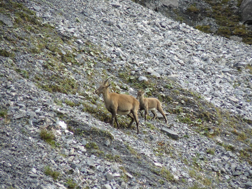 Mamma e piccolino 1 by Stefano Sun Colturi 81 - Valdisotto