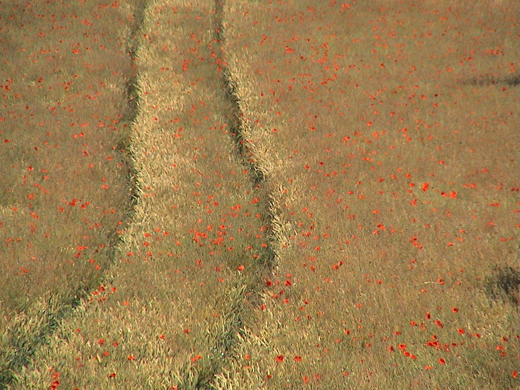 Sandal Castle Corn Field with Poppies by Russell Marsh