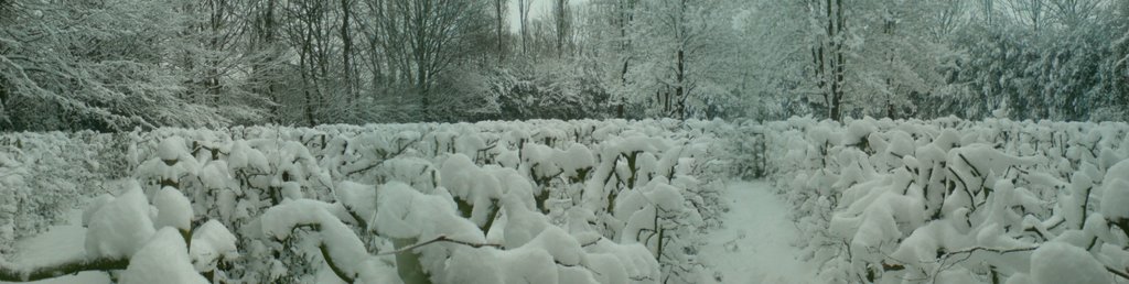 Snow covered Maze by nowonder